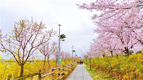 여의도 한강공원, 도심 속 자연과 도시의 조화를 논하다